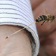 Image for article titled This is what a honeybee looks like as it loses its stinger
